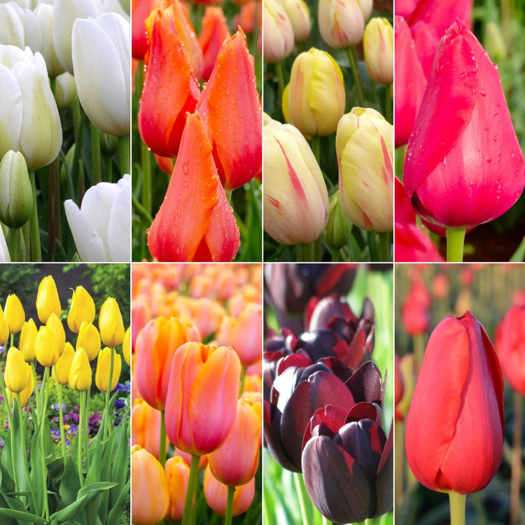 How to Grow Tulips in Any Australian Climate – Oldboy's Flowers