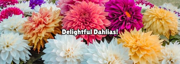 Growing Dahlias in Australia: Complete Care Guide for Beginners - Oldboy's Flowers