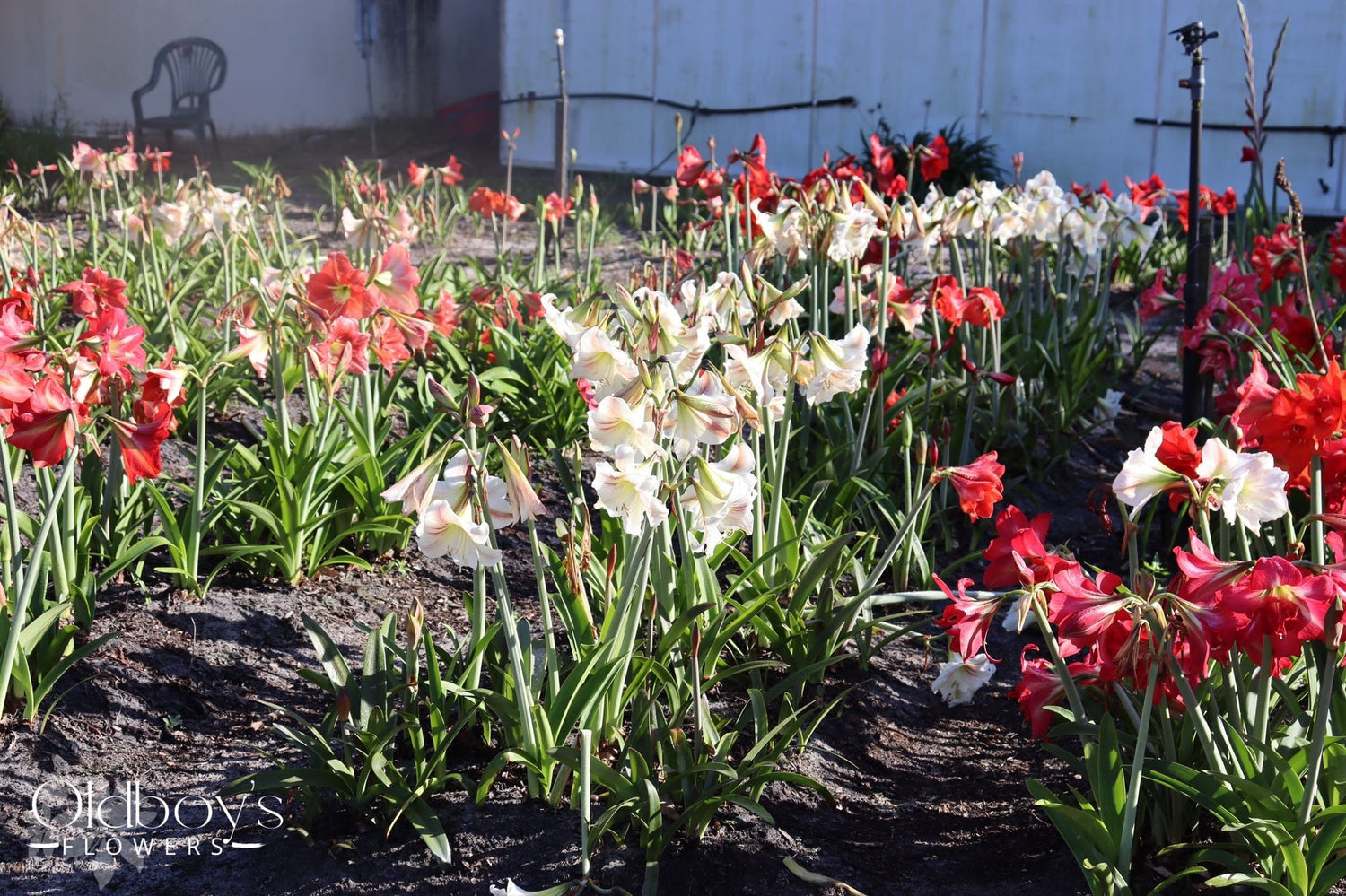 Hippeastrum Growers Guide | Oldboy's Flowers - Oldboy's Flowers