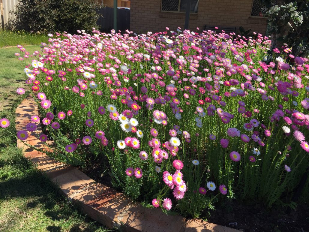 How to Grow Everlastings: A Step-by-Step Guide - Oldboy's Flowers