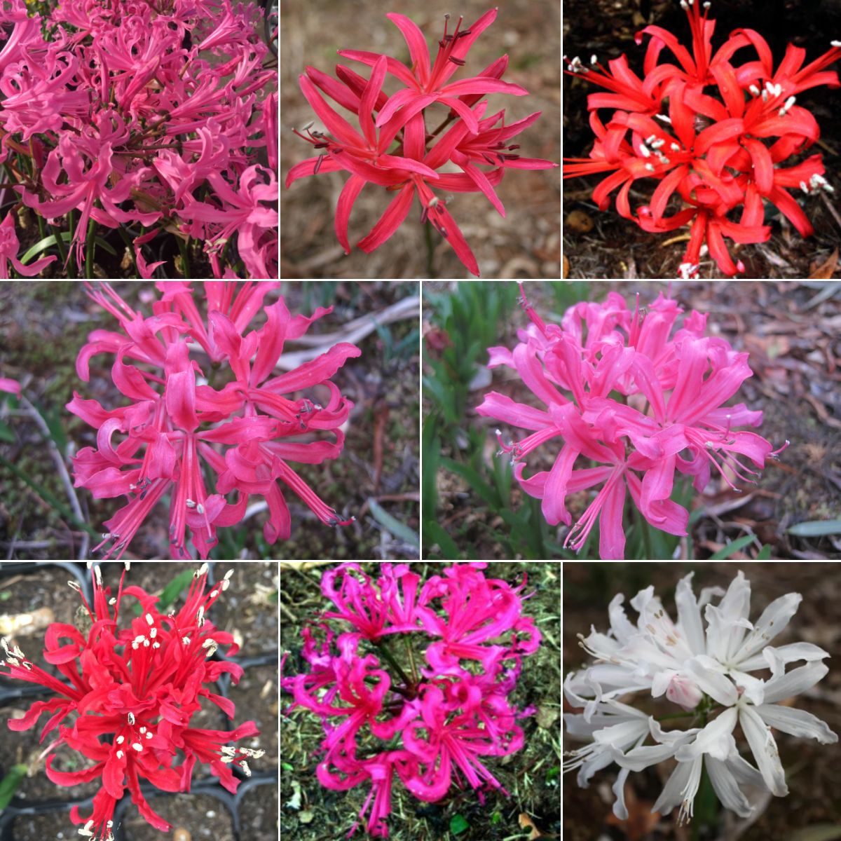 The Ultimate 2024 Guide to Growing Nerines in Australia: Tips and Tricks - Oldboy's Flowers