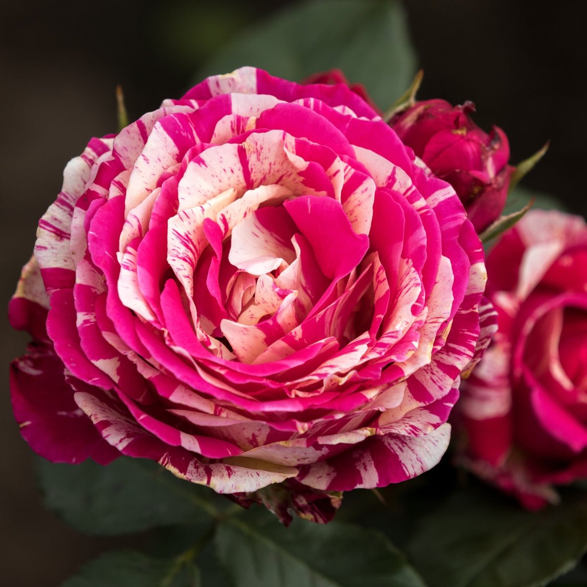 The Ultimate 2024 Guide to Growing Roses in Australia: Tips and Tricks - Oldboy's Flowers