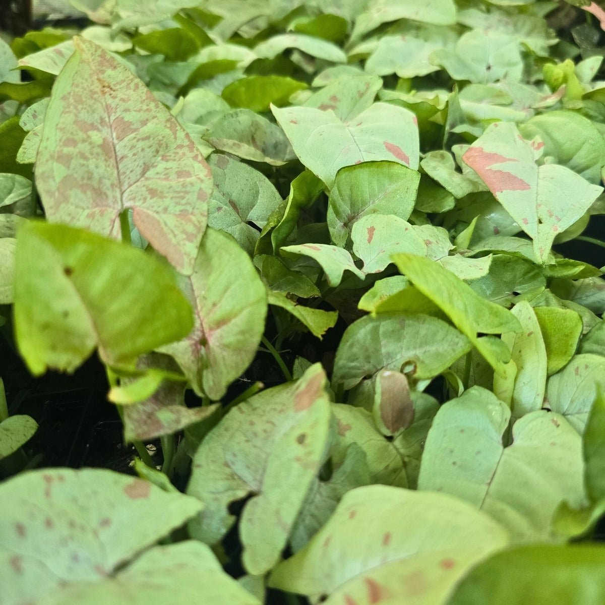 Arrowhead Plant | Syngonium Indoor Plants Collection - Oldboy's Flowers