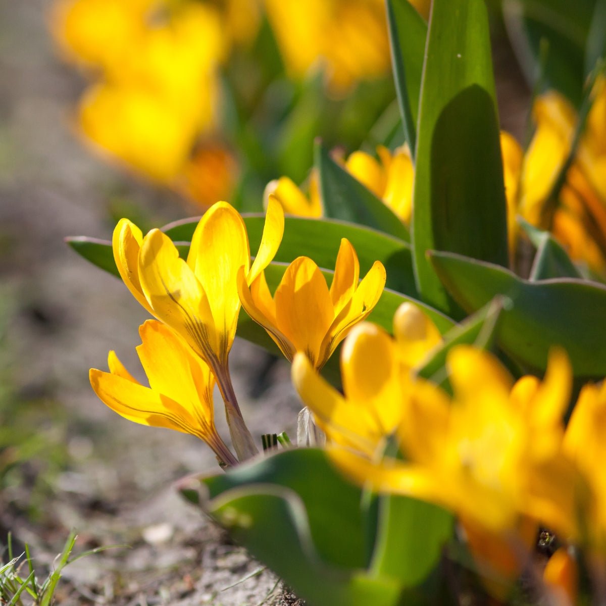 Crocus Chrysanthus Collection - Oldboy's Flowers