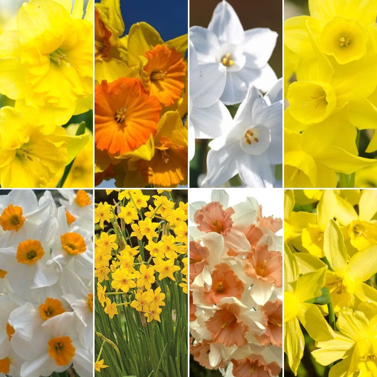 Daffodil Narcissus Collection - Oldboy's Flowers