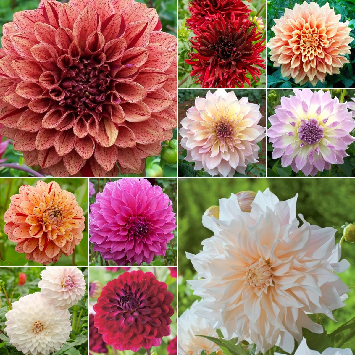 Dahlia Collection - Oldboy's Flowers