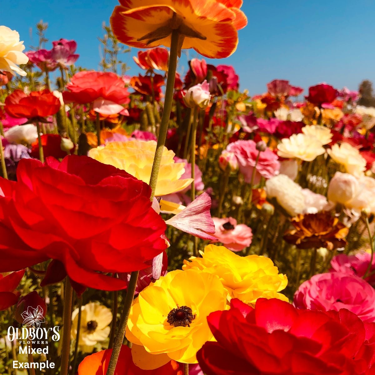 Florentine Ranunculus Collection - Oldboy's Flowers