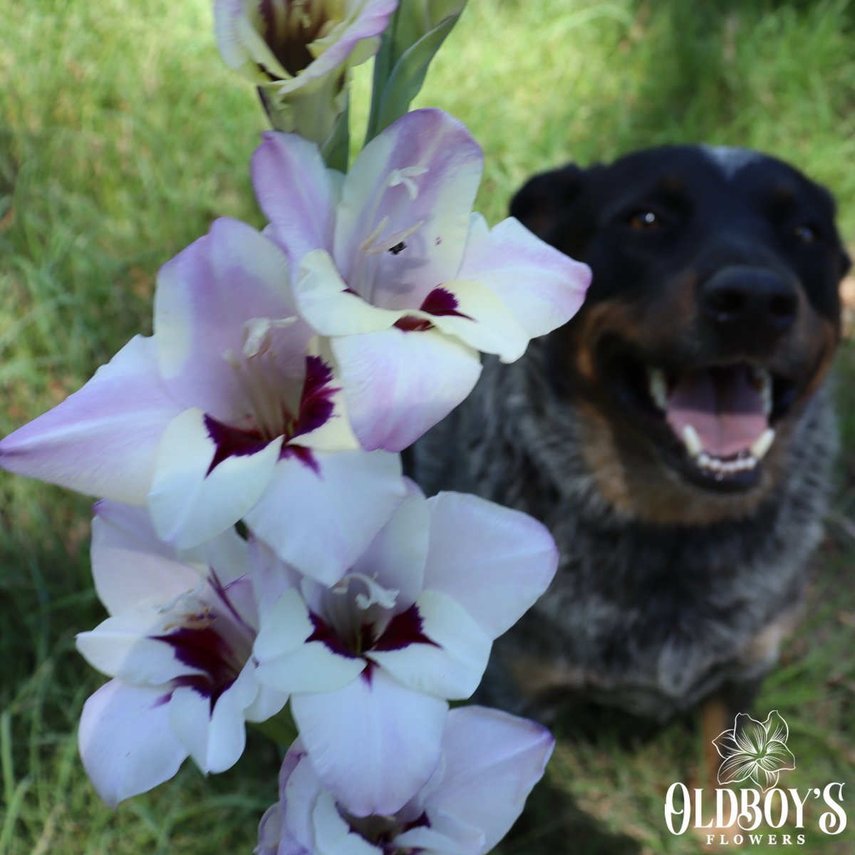 Gladioli Collection - Oldboy's Flowers