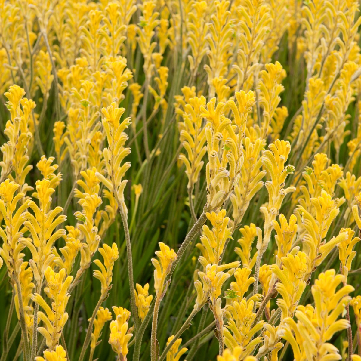 Kangaroo Paw - Oldboy&