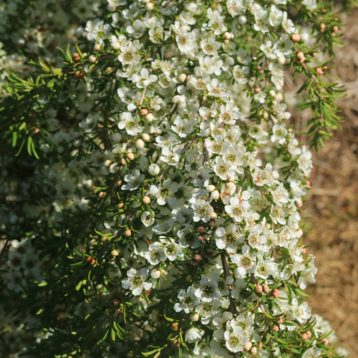 Leptospermum Collection - Oldboy's Flowers