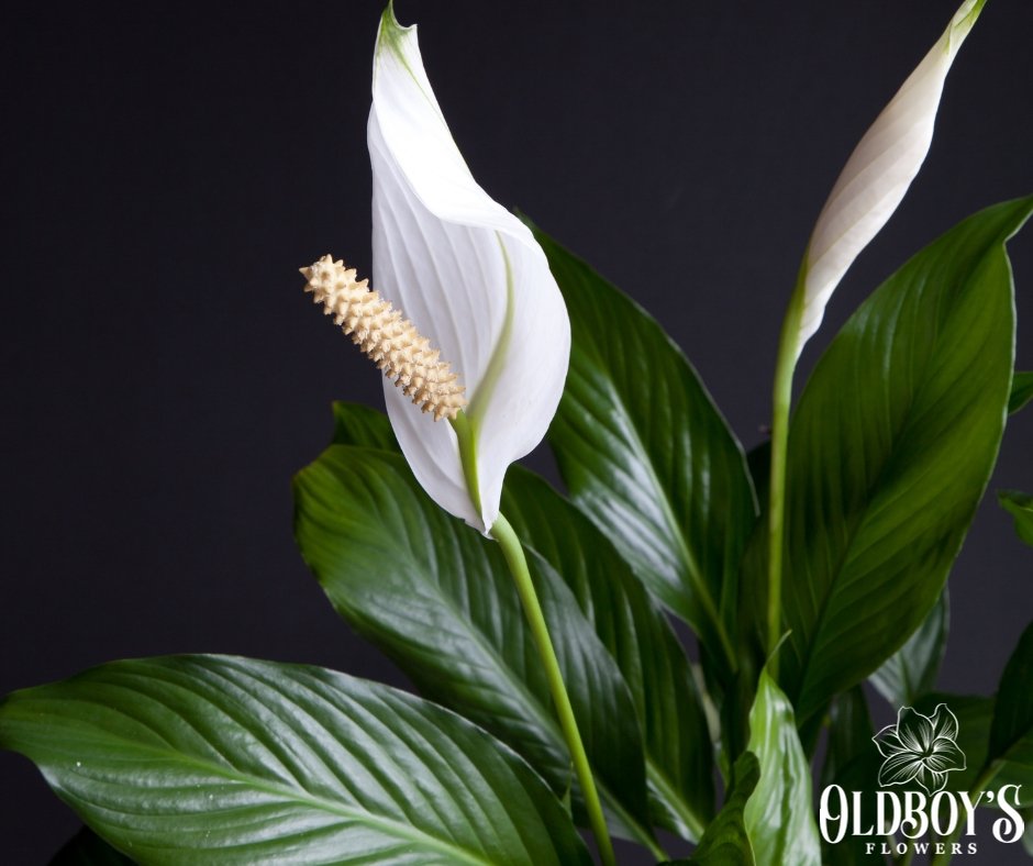 Peace Lily Collection – Elegant Indoor Plants for Clean Air 🌿 - Oldboy&