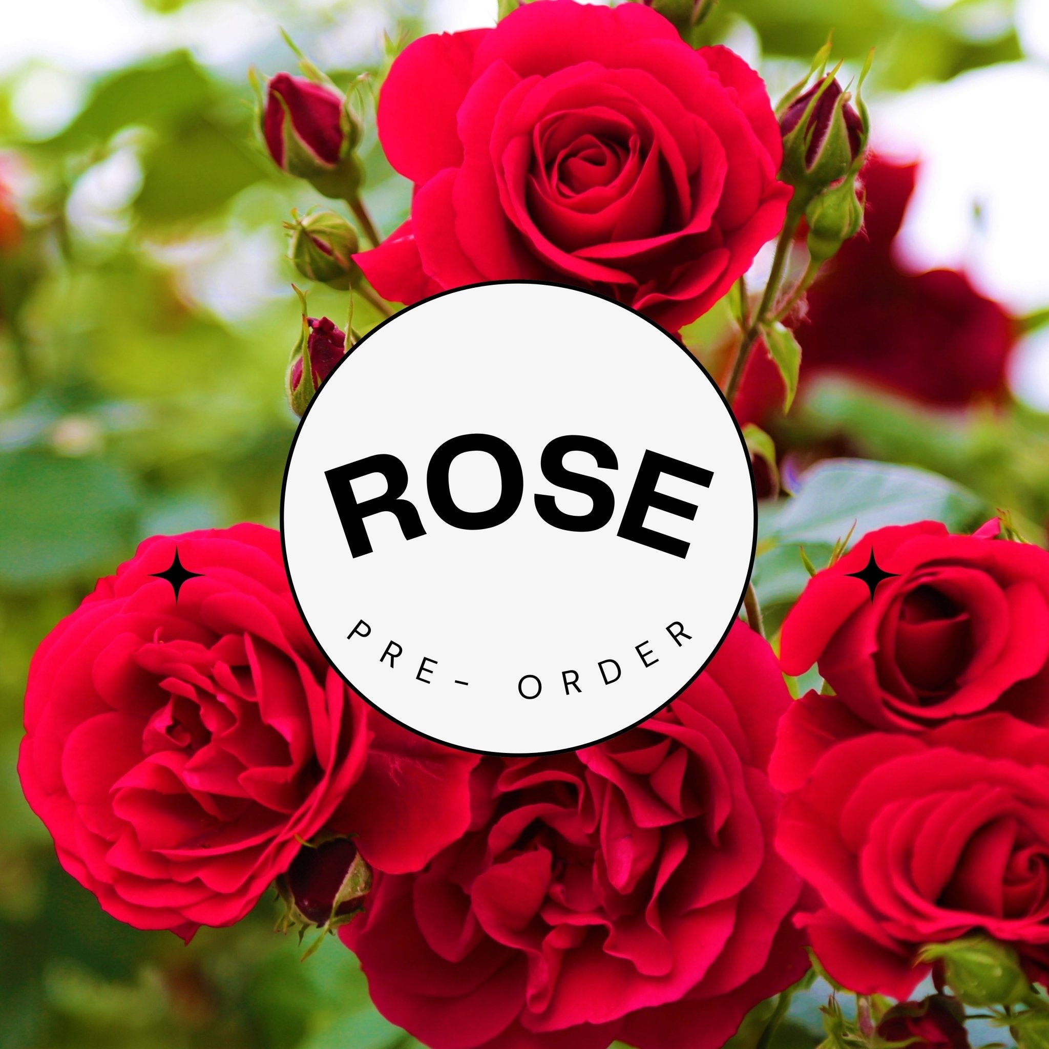 Rose - Preorder - Oldboy's Flowers