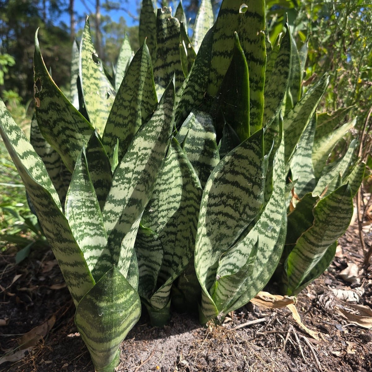 🌿 Snake Plant | Indoor Plants Collection 🌿 - Oldboy's Flowers