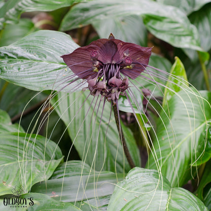 Black Bat Plant - Tacca chantrieri