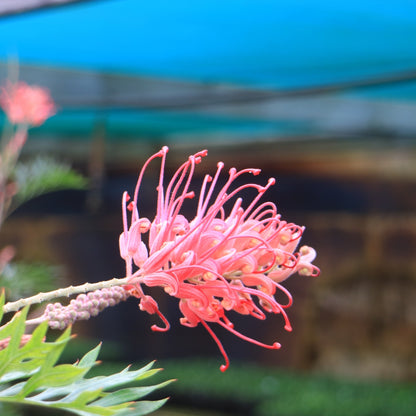 Grevillea &