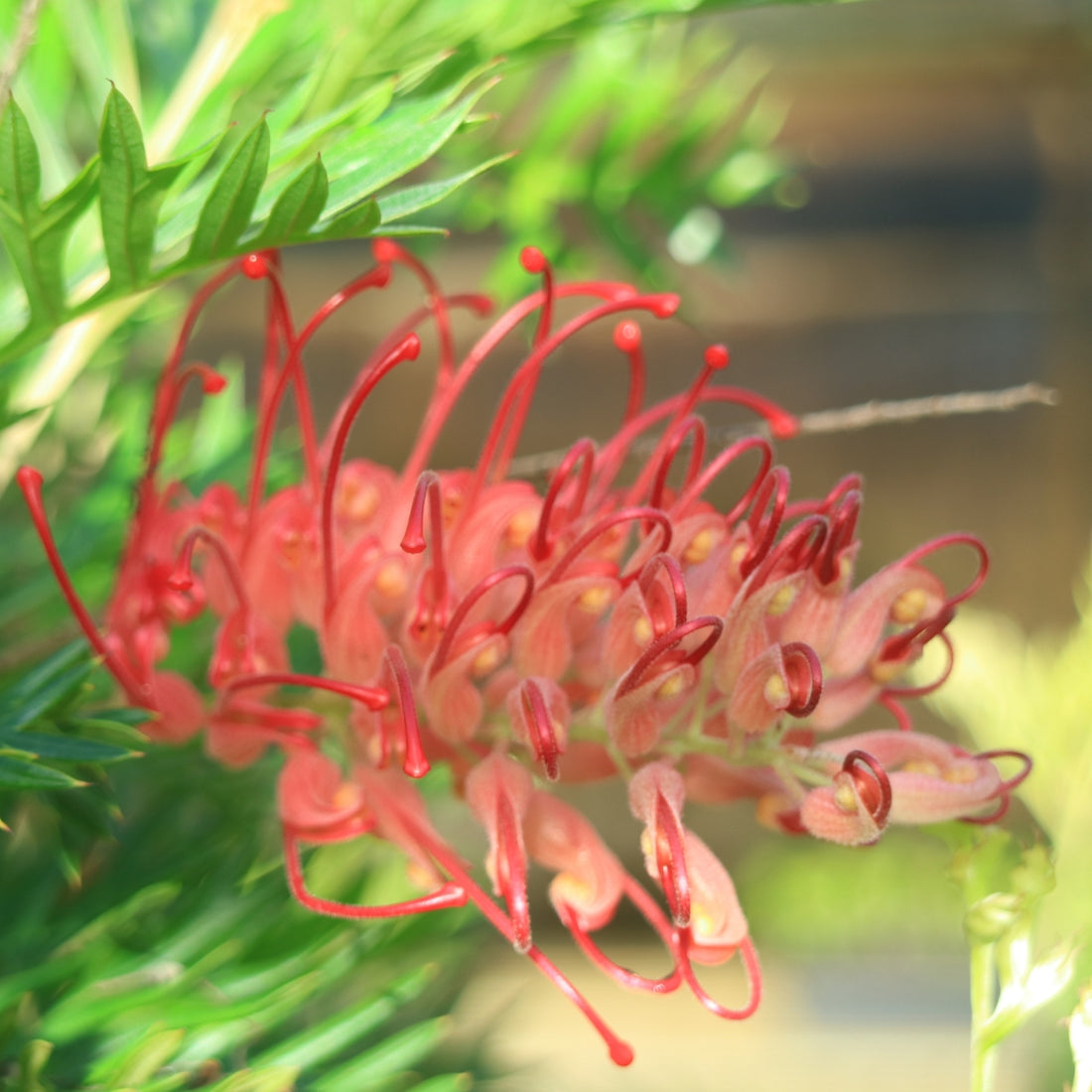 Grevillea &