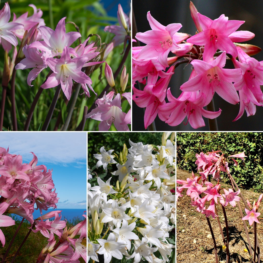 Belladonna Lily Mixed – Naked Lady Lily (Amaryllis belladonna L.)