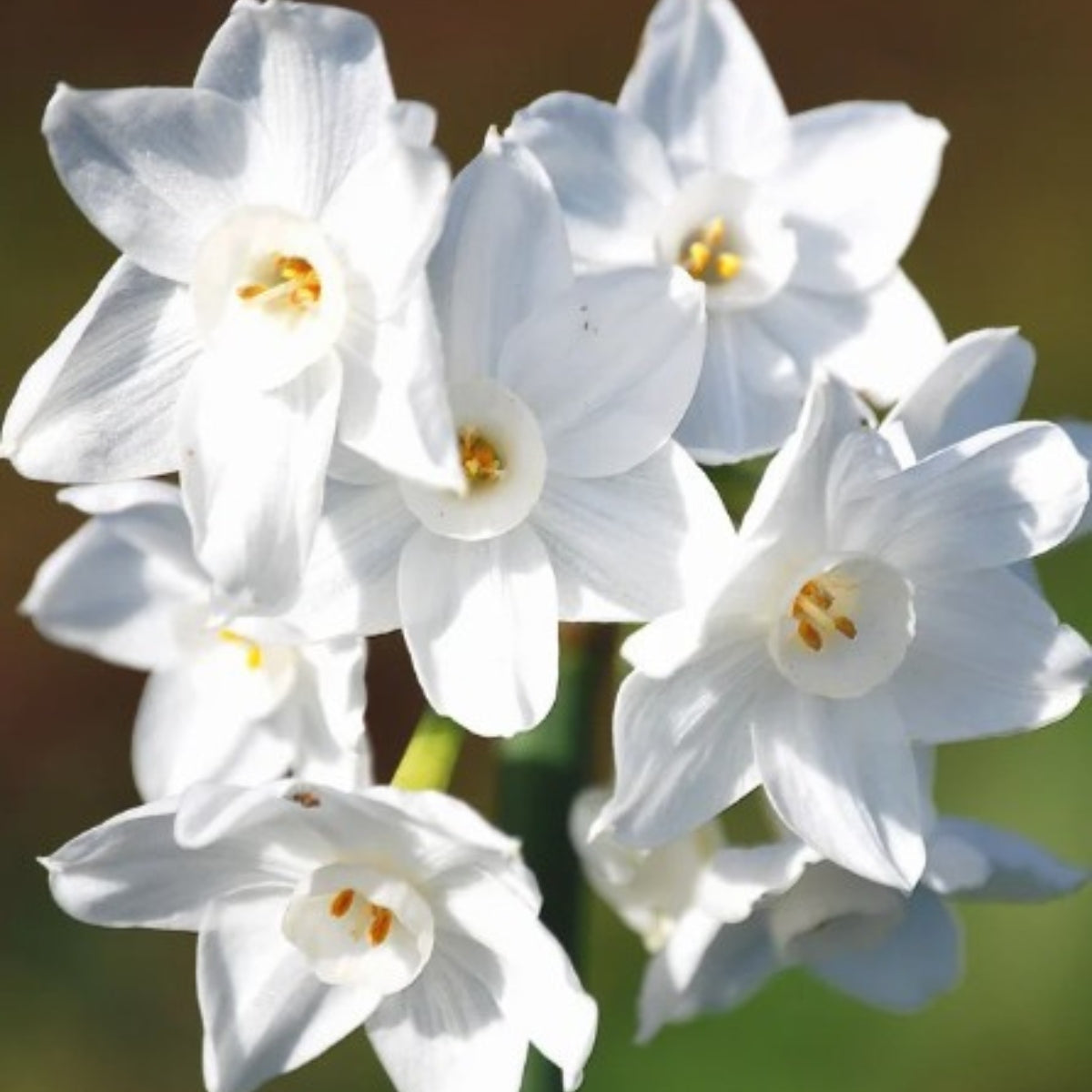 Daffodil Xiva (Narcissus spp.) – Fragrant Early Bloomer