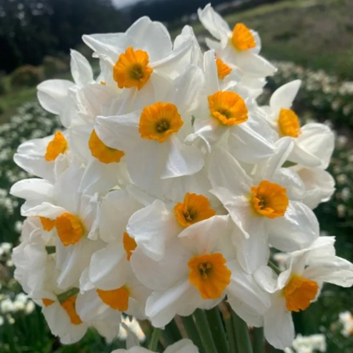 Daffodil Geranium (Narcissus spp.) – Fragrant Late Bloomer