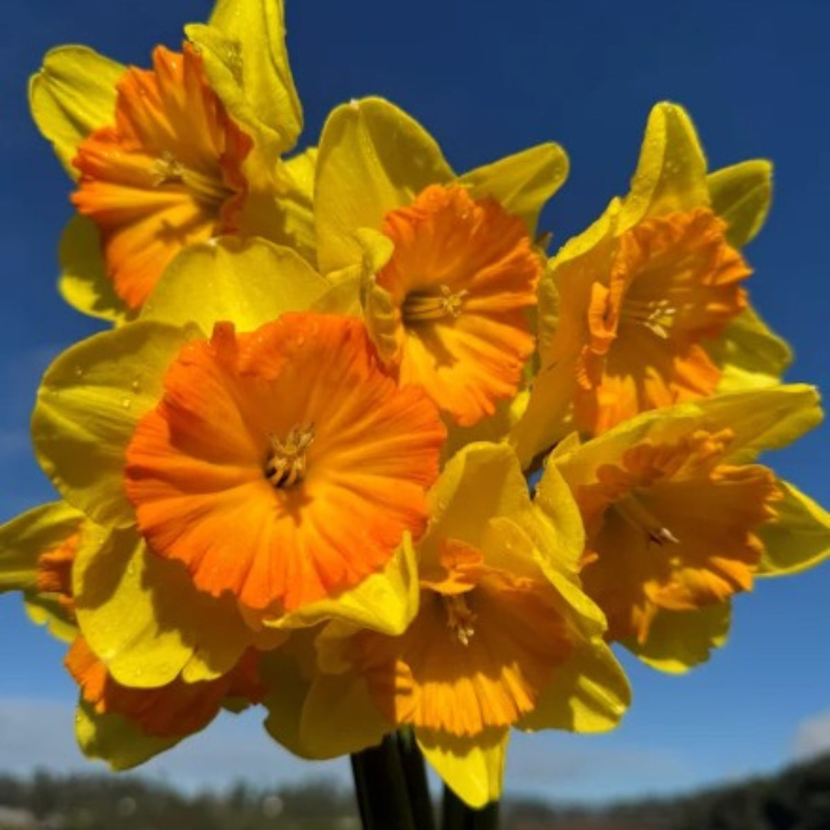 Daffodil Pride of Lions (Narcissus spp.) – Large, Striking Blooms