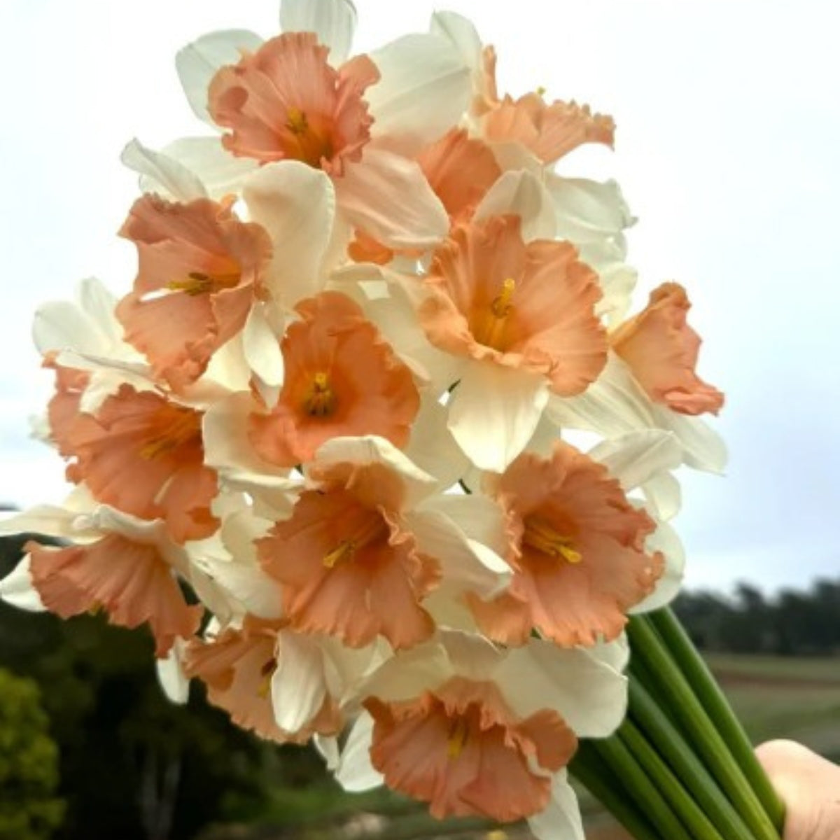 Daffodil Roseanna (Narcissus spp.) – Elegant Mid-Season Blooms