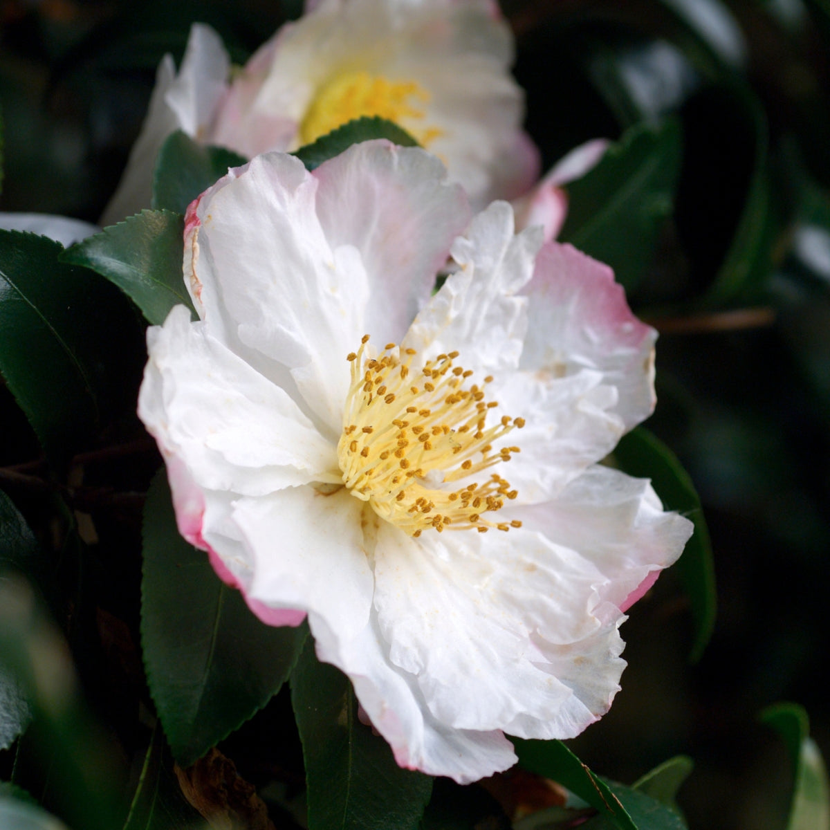 Camellia sasanqua &