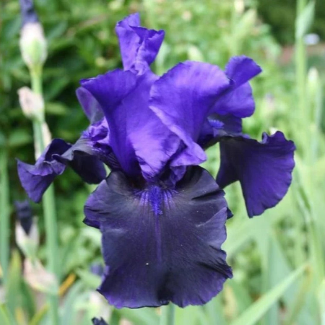 Bearded Iris ‘Midnight Blue’ (Iris × germanica, Iris × hybrid)