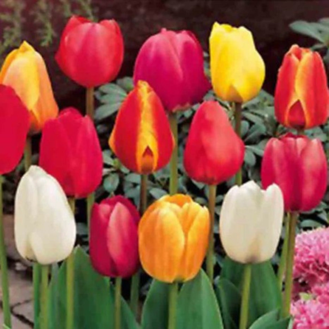 Mixed Triumph Tulip Bulbs – Premium Spring Blooms for Gardens &amp; Pots