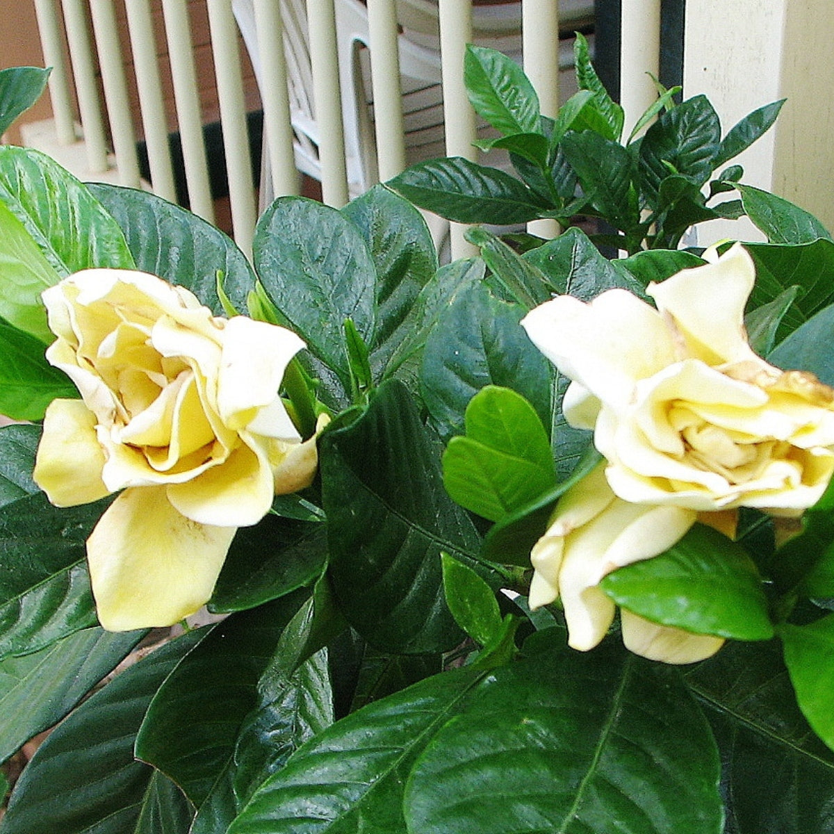 Gardenia Augusta &