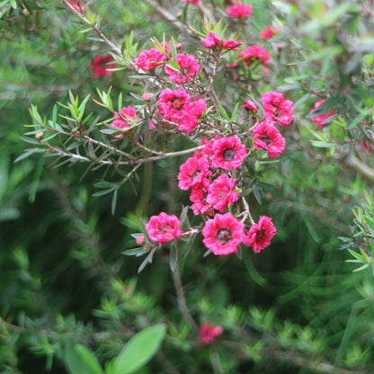 Leptospermum scoparium &