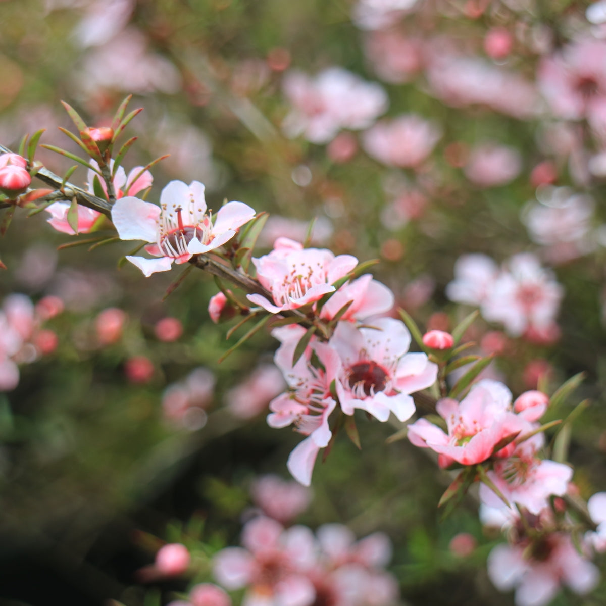 Leptospermum scoparium &