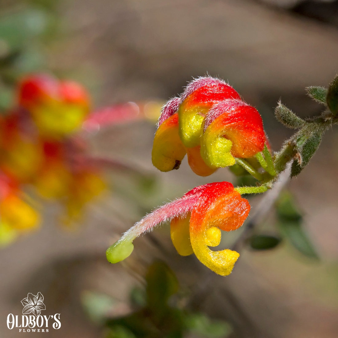 Grevillea &