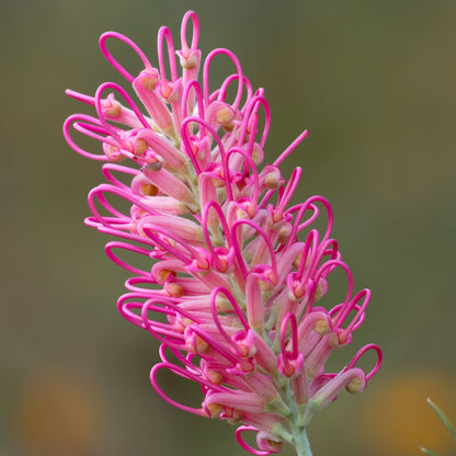 Grevillea &