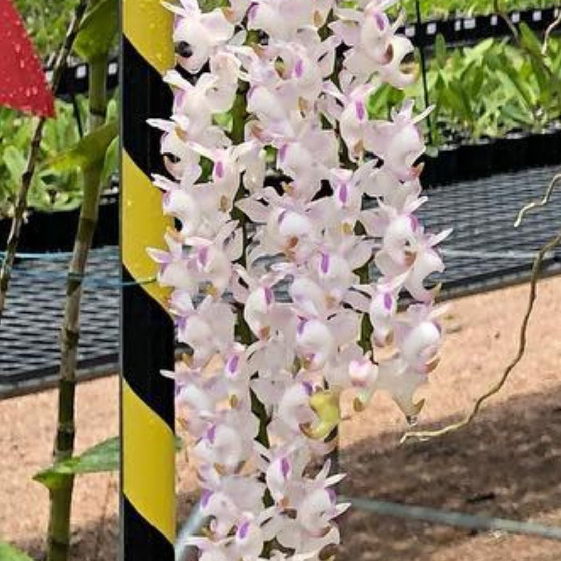 Aerides Odorata – Fragrant Orchid with Cascading Blooms | Aerides spp. - Oldboy&