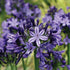 Agapanthus - Liliaceae - Agapanthaceae - Oldboy&