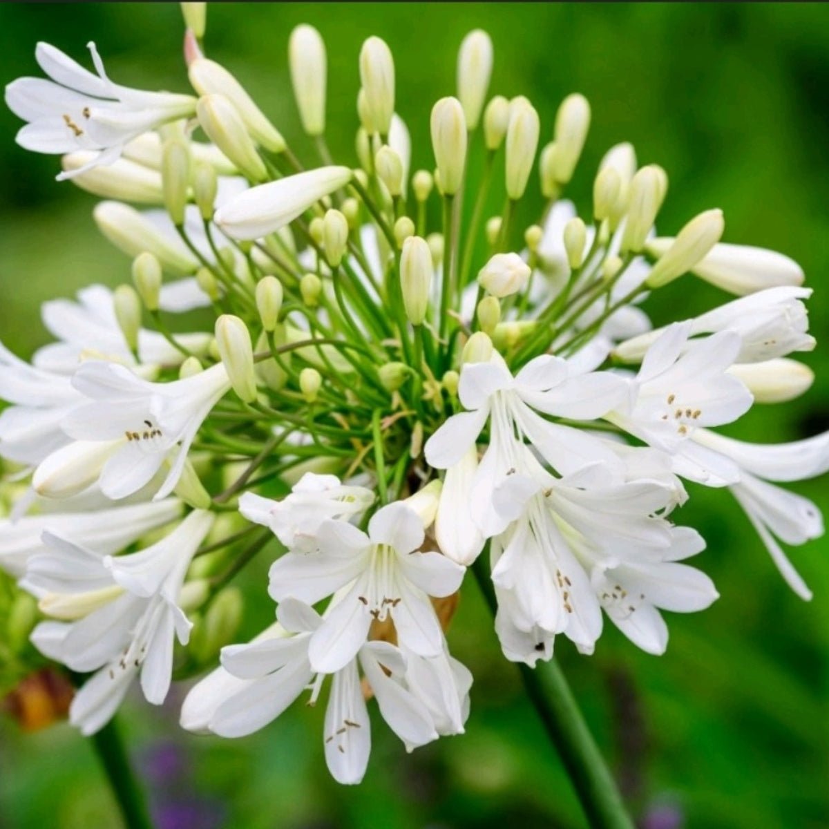 Agapanthus - Liliaceae - Agapanthaceae - Oldboy&