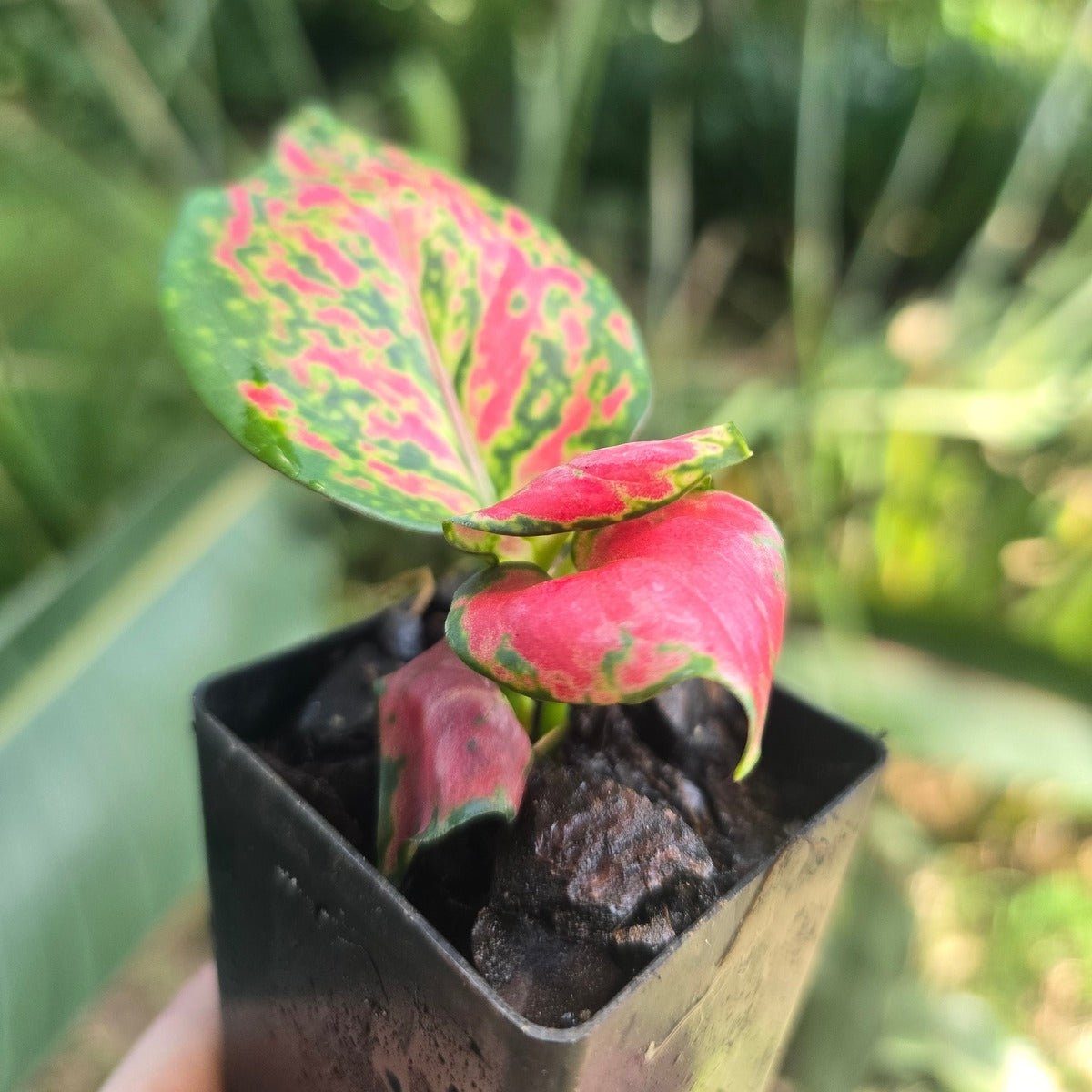 Aglaonema ‘Diamond Red’ – Striking Red &amp; Green Foliage for Indoor Elegance - Oldboy&