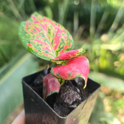 Aglaonema ‘Diamond Red’ – Striking Red &amp; Green Foliage for Indoor Elegance - Oldboy&