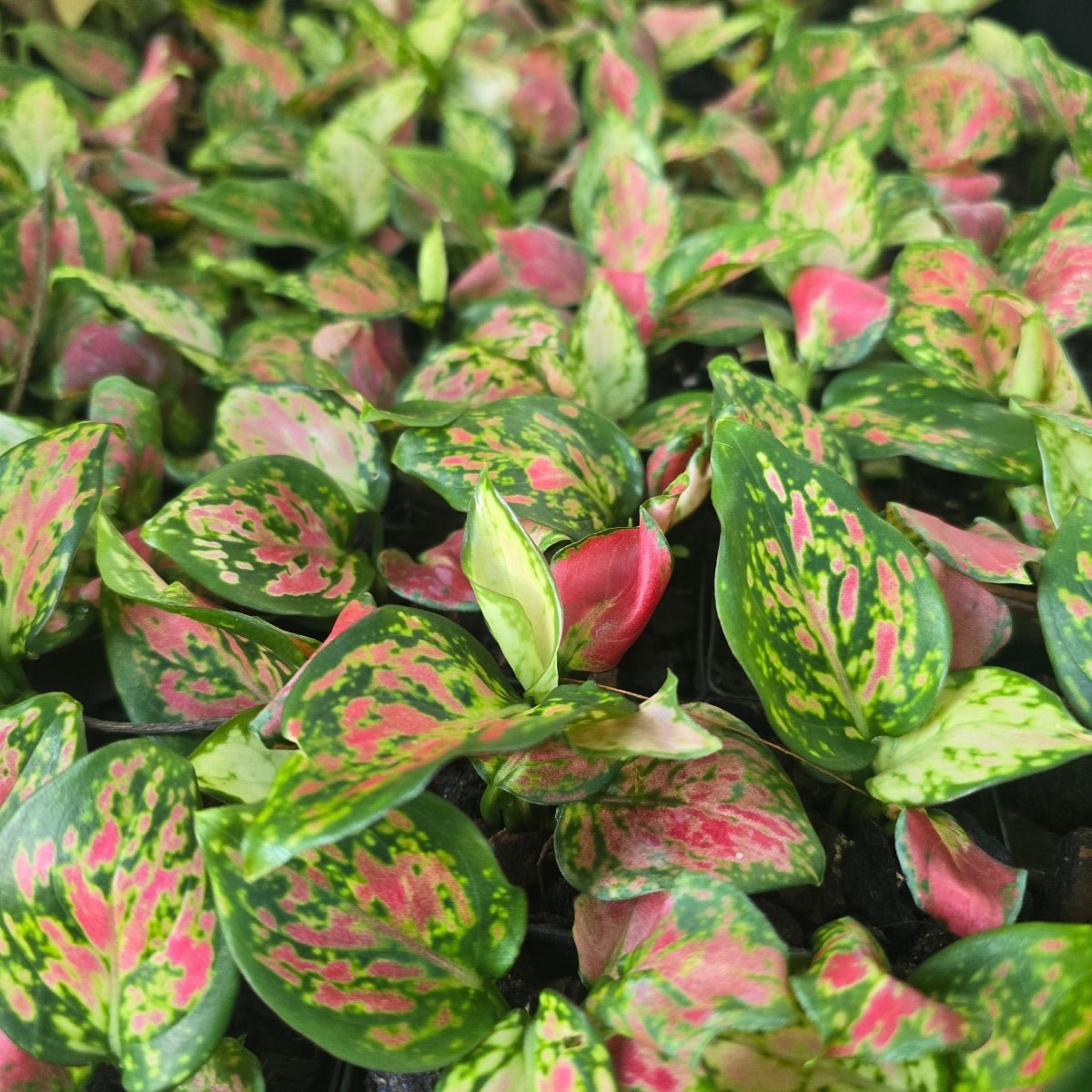 Aglaonema ‘Diamond Red’ – Striking Red &amp; Green Foliage for Indoor Elegance - Oldboy&