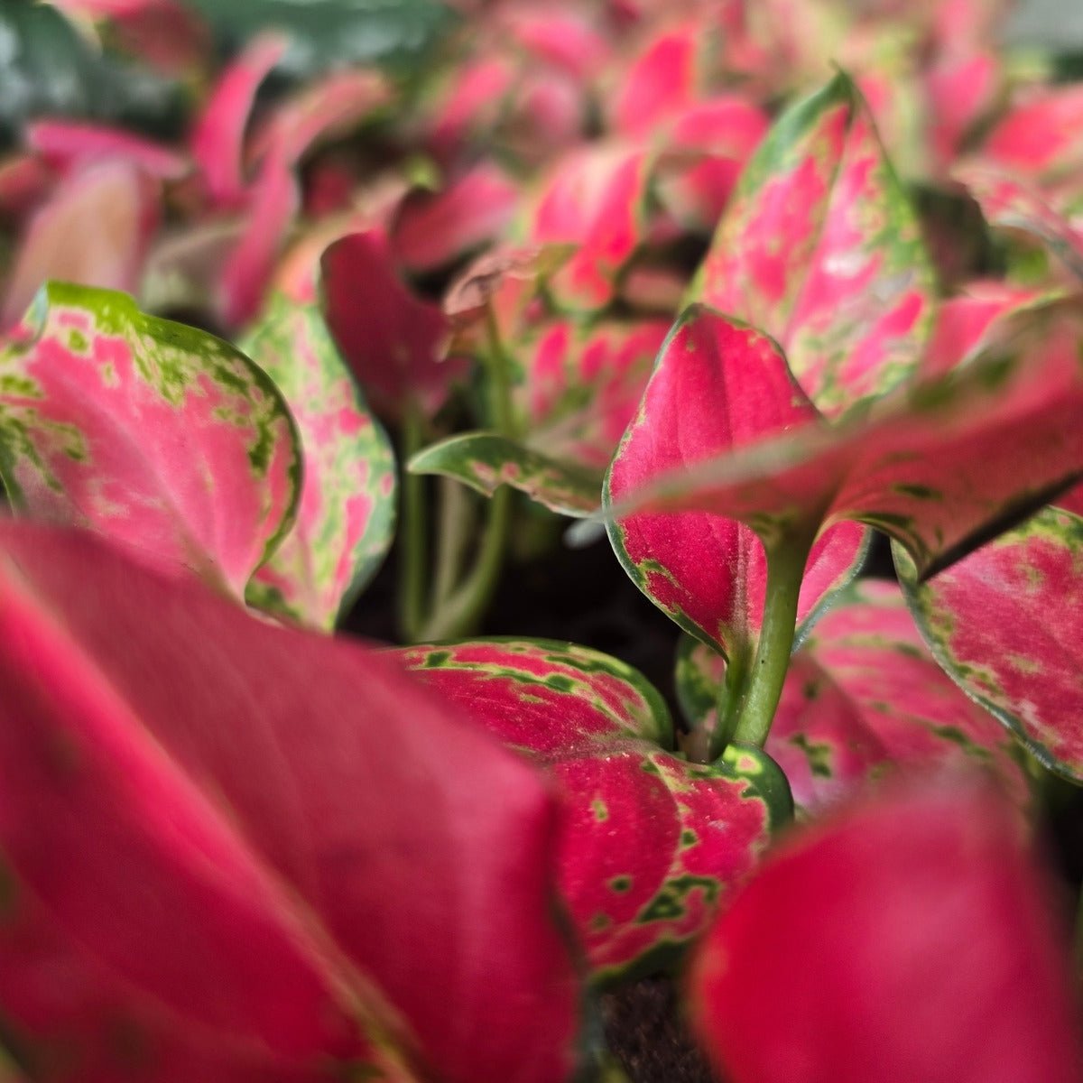 Aglaonema &