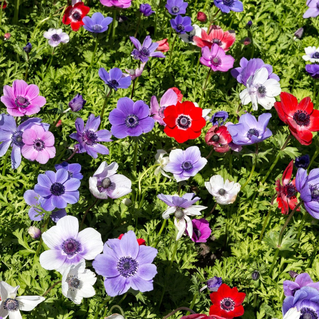 Anemone De Caen Mix (Anemone coronaria) – A Stunning Blend of Vibrant Blooms - Oldboy&