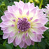 Annes Delight - Dahlia Hybrid - Oldboy&