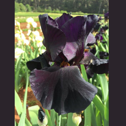 Bearded Iris ‘Black Taffeta’ (Iris × germanica, Iris × hybrid) - Oldboy&