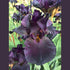 Bearded Iris ‘Black Taffeta’ (Iris × germanica, Iris × hybrid) - Oldboy&