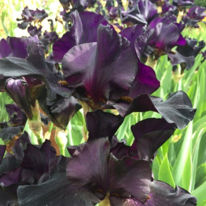 Bearded Iris ‘Black Taffeta’ (Iris × germanica, Iris × hybrid) - Oldboy&