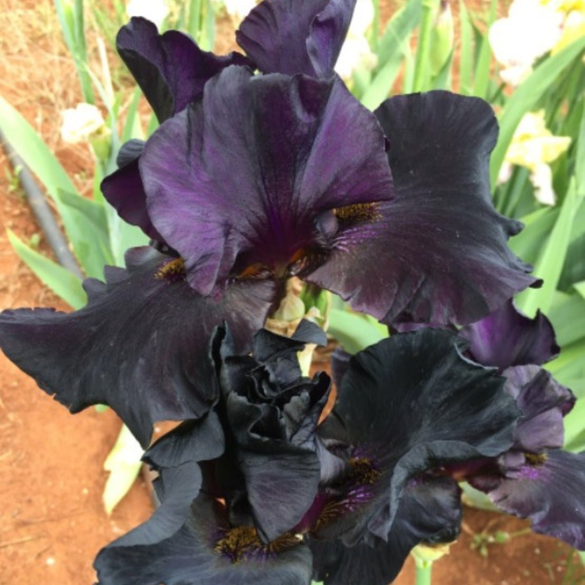 Bearded Iris ‘Black Taffeta’ (Iris × germanica, Iris × hybrid) - Oldboy&