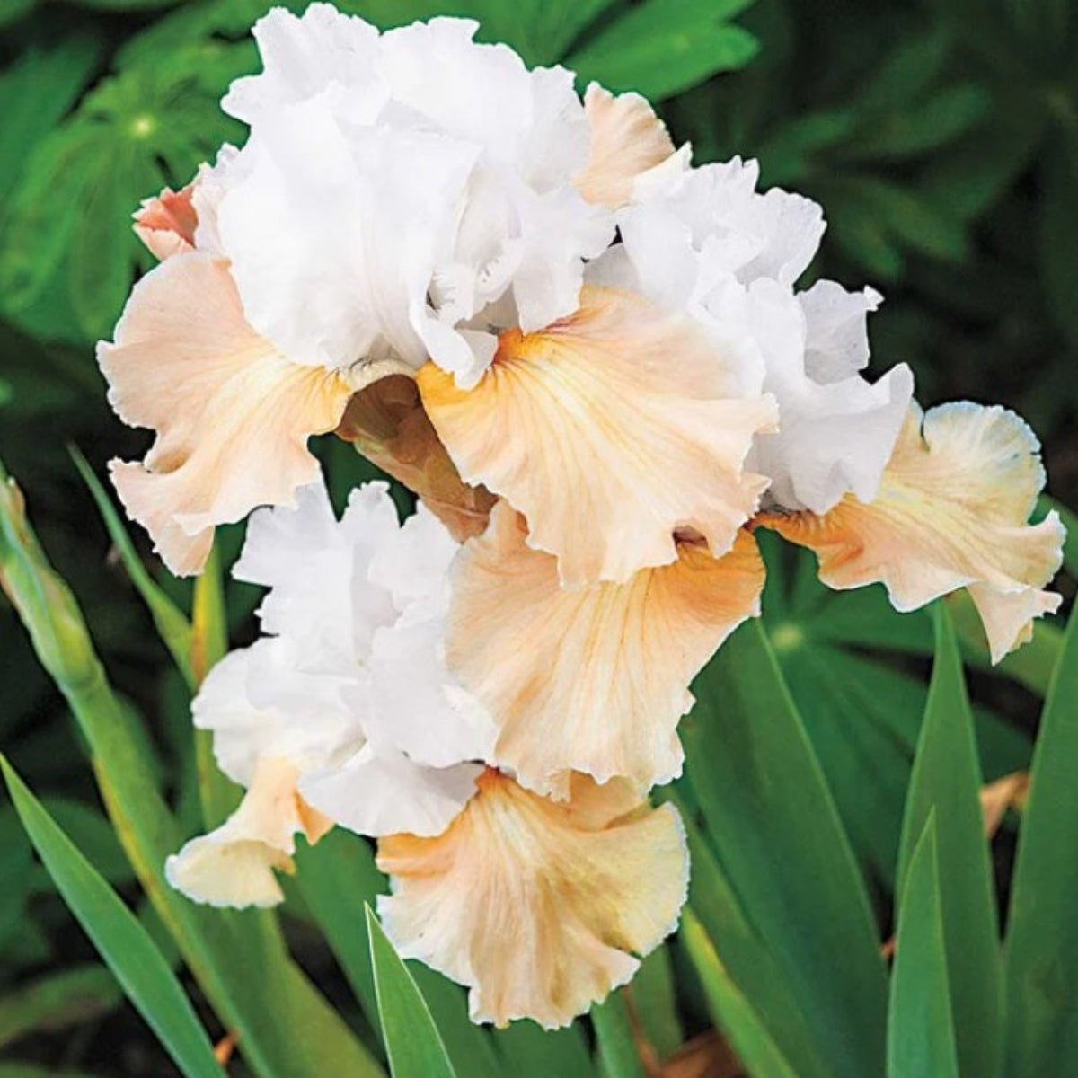 Bearded Iris ‘Champagne’ (Iris × germanica, Iris × hybrid) - Oldboy&