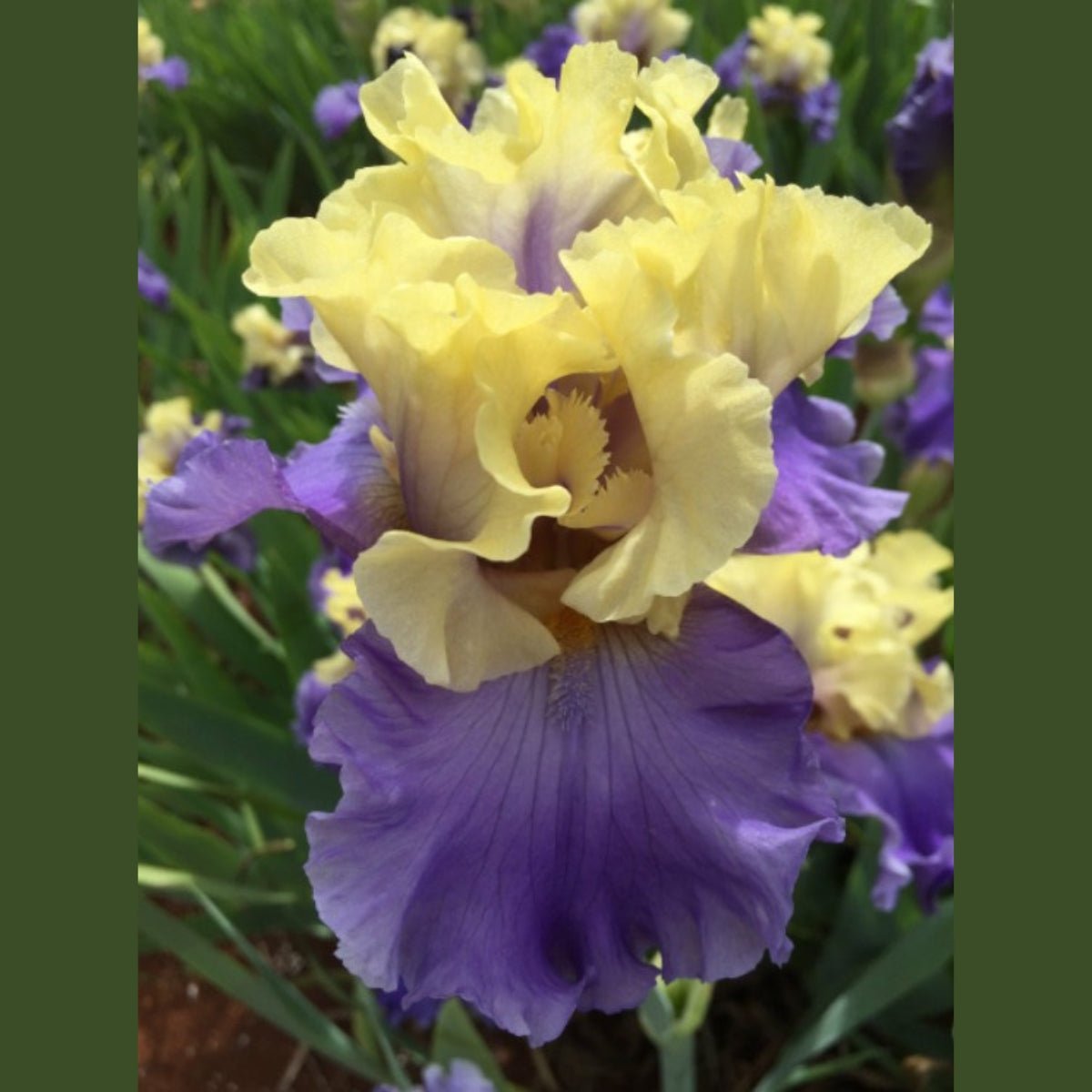 Bearded Iris ‘Edith Wolford’ (Iris × germanica, Iris × hybrid) - Oldboy&