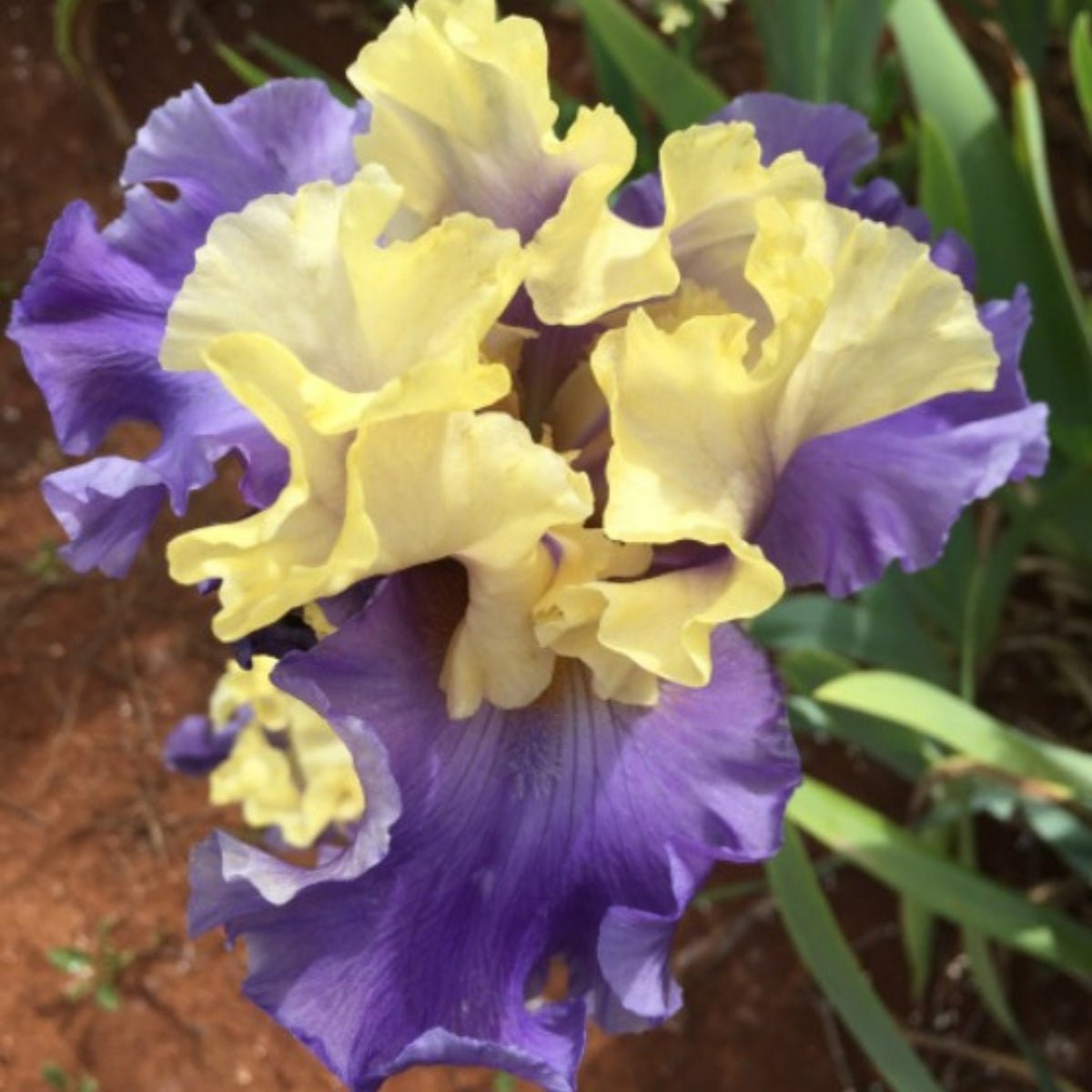 Bearded Iris ‘Edith Wolford’ (Iris × germanica, Iris × hybrid) - Oldboy&