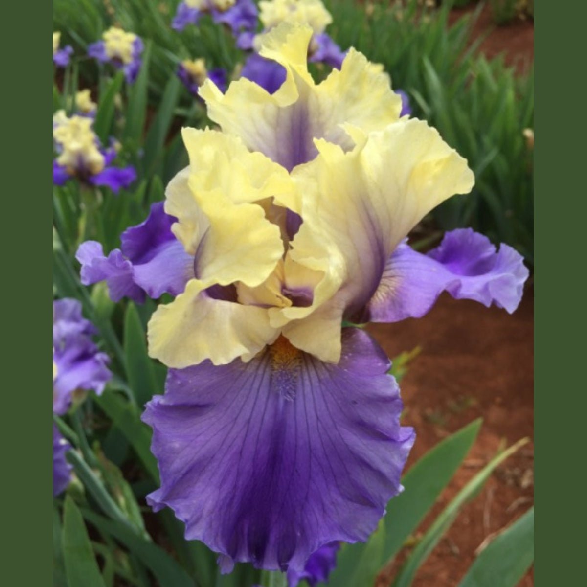 Bearded Iris ‘Edith Wolford’ (Iris × germanica, Iris × hybrid) - Oldboy&